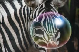 zebrawithbubble